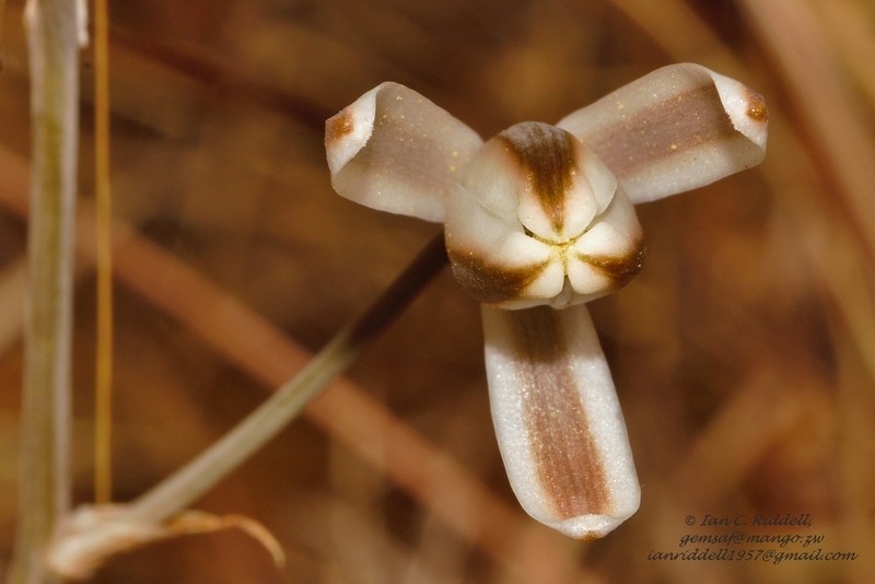 Albuca kirkii photo 7