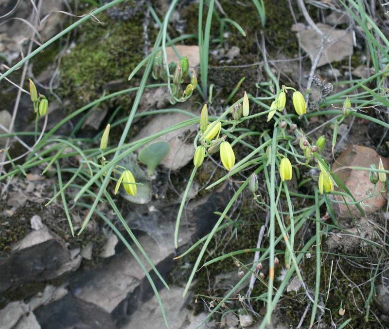 Albuca kirstenii