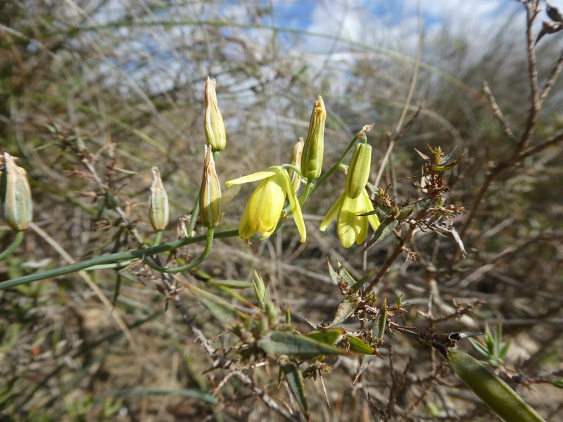 Albuca kirstenii photo 2