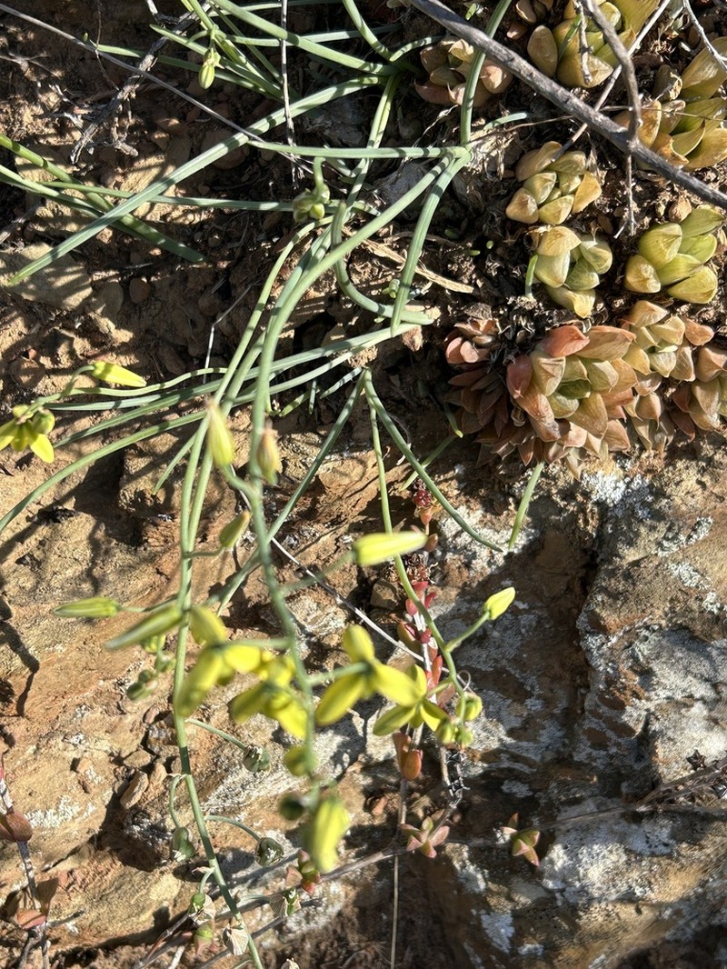 Albuca kirstenii photo 3