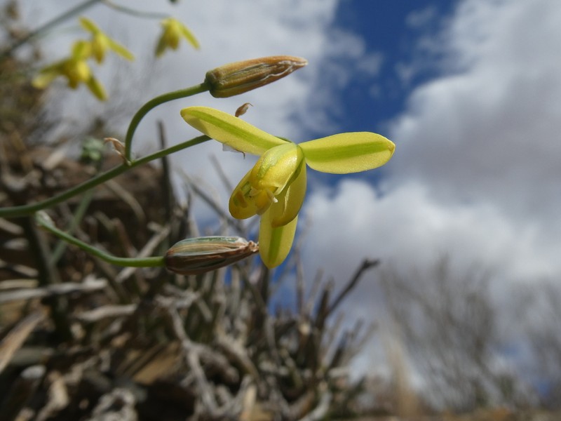 Albuca kirstenii photo 4