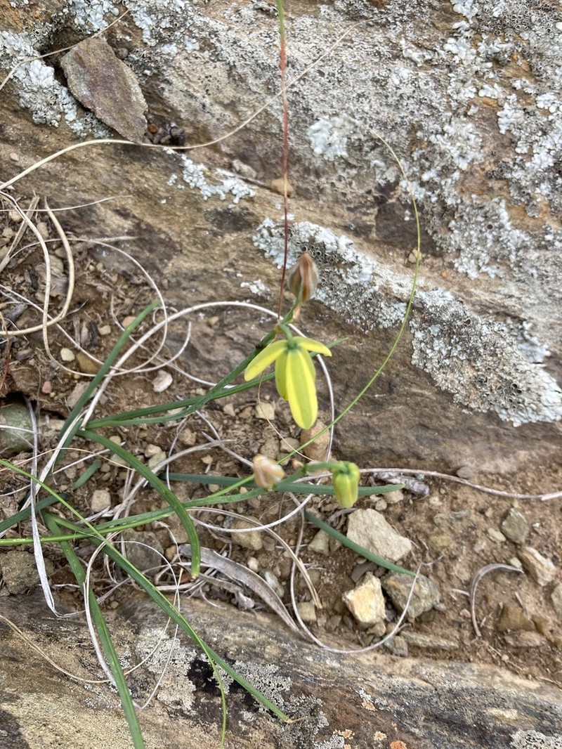 Albuca kirstenii photo 5