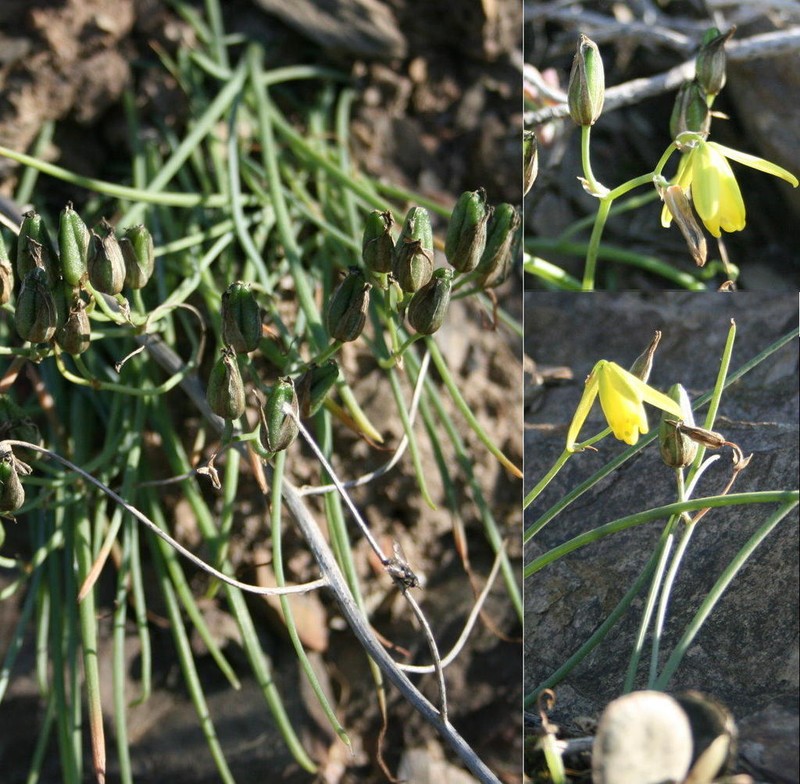 Albuca kirstenii photo 6