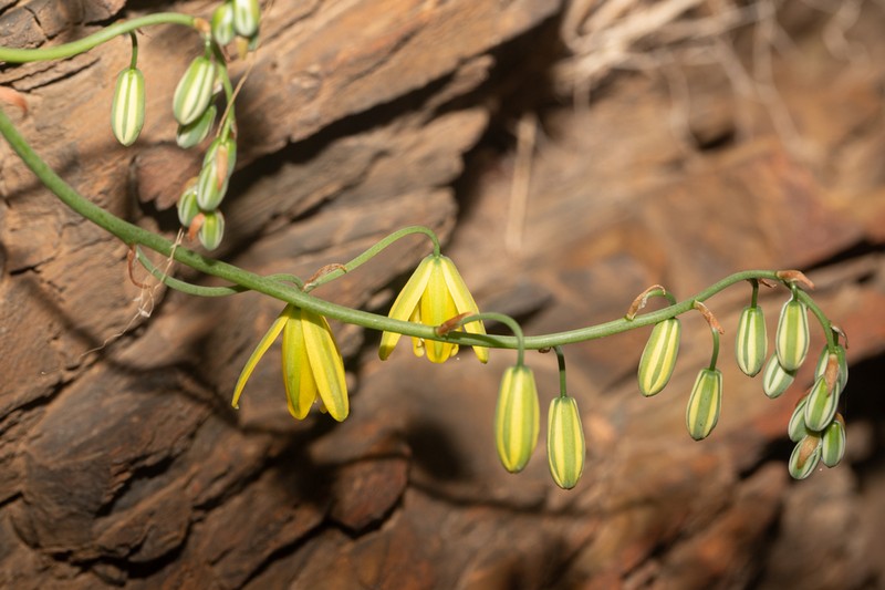 Albuca kirstenii photo 7