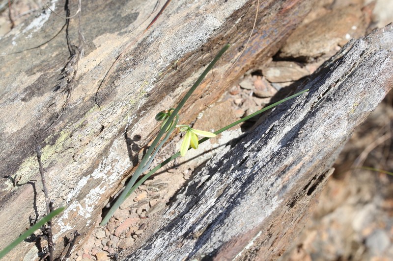 Albuca kirstenii photo 8
