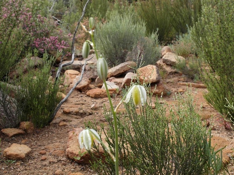 Albuca leucantha photo 2