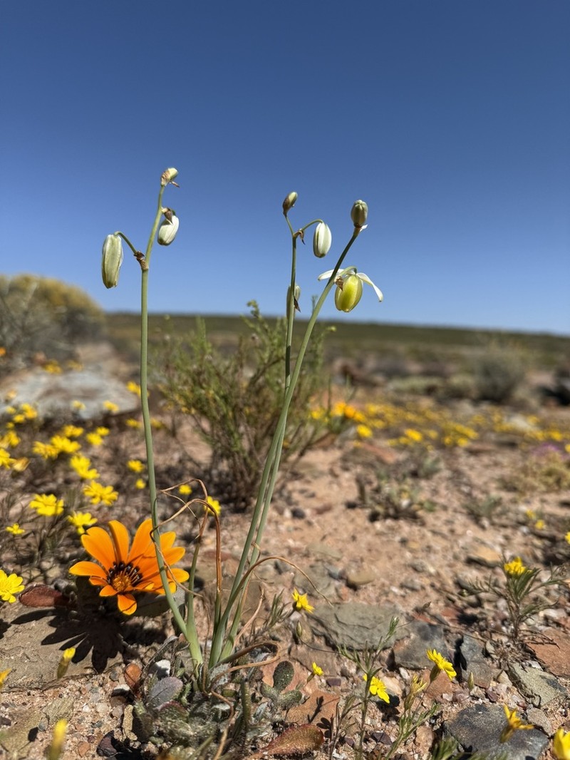 Albuca leucantha photo 3