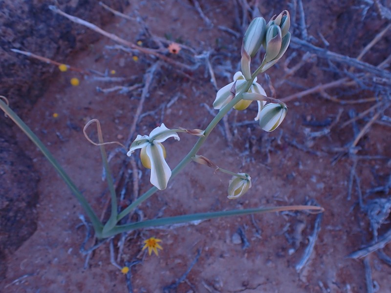 Albuca leucantha photo 4