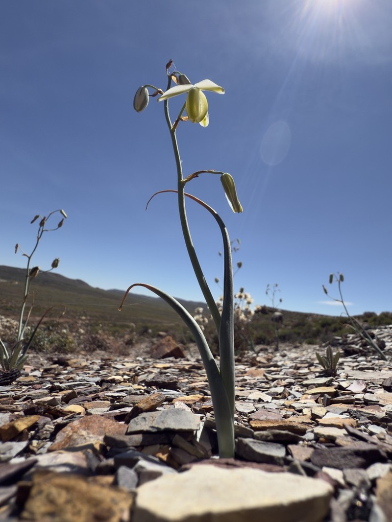 Albuca leucantha photo 5