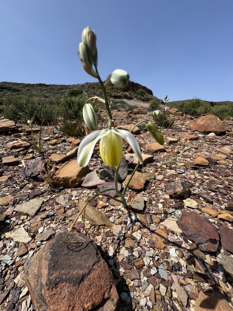 Albuca leucantha photo 6
