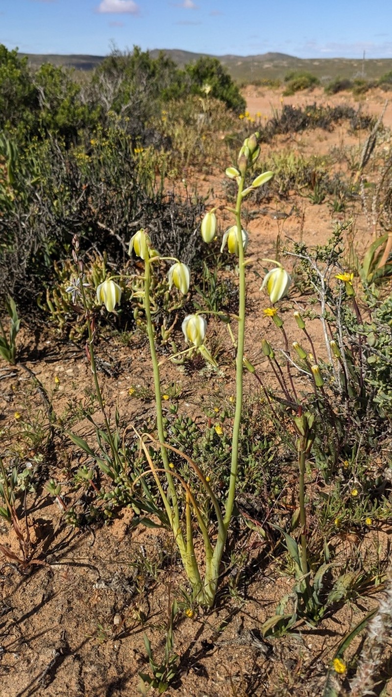 Albuca leucantha photo 7