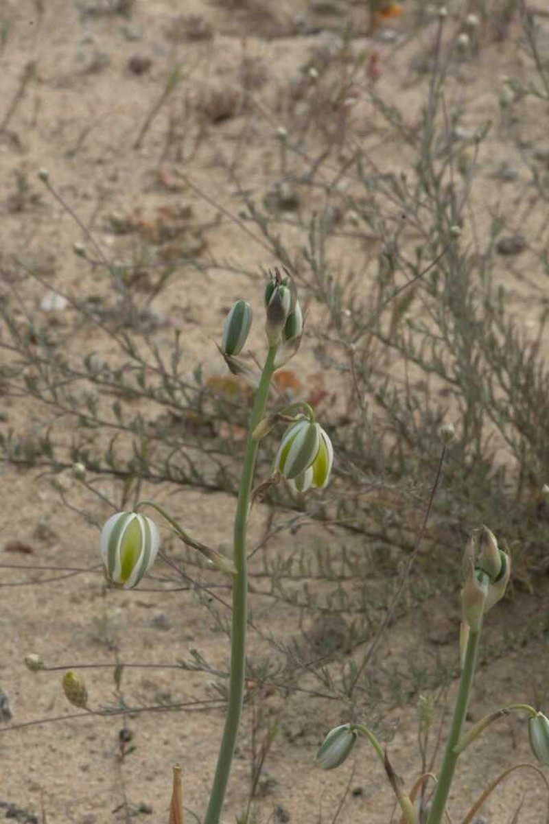 Albuca leucantha photo 8