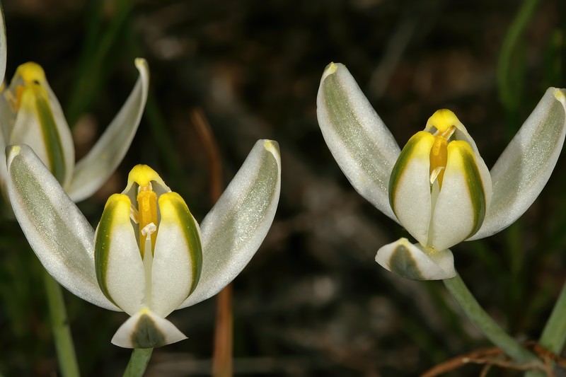 Albuca longipes