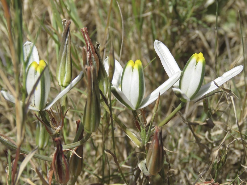 Albuca longipes photo 2