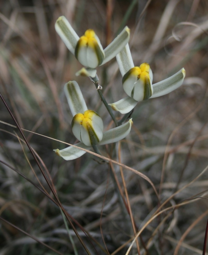 Albuca longipes photo 3