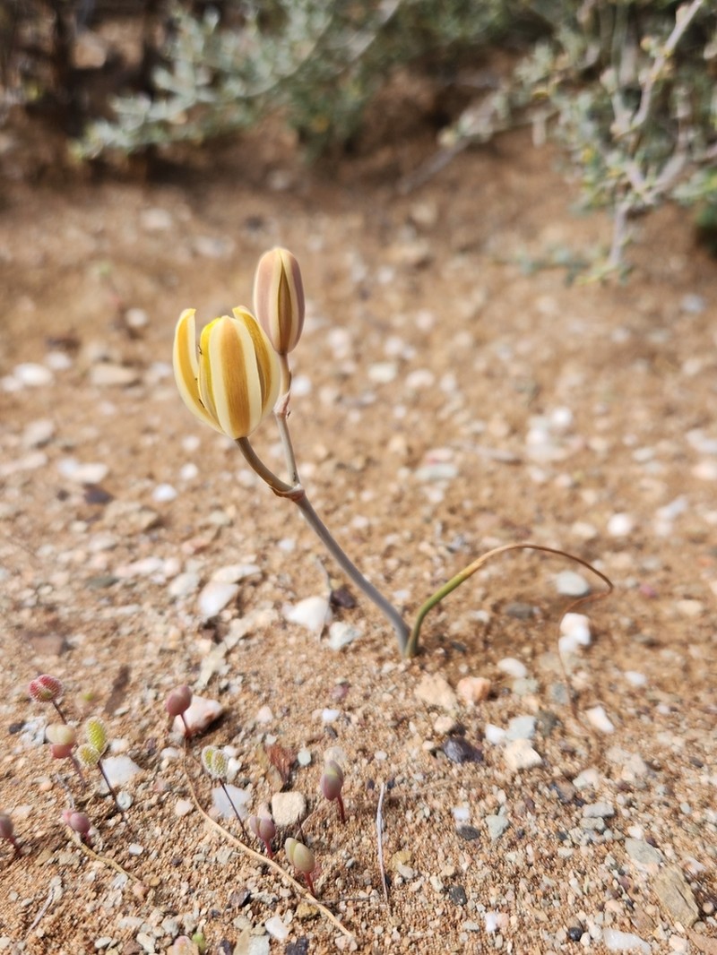 Albuca longipes photo 4
