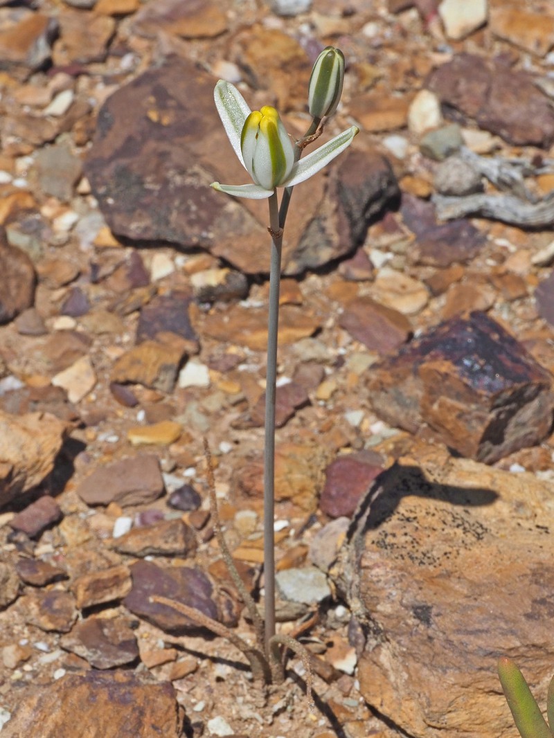 Albuca longipes photo 5