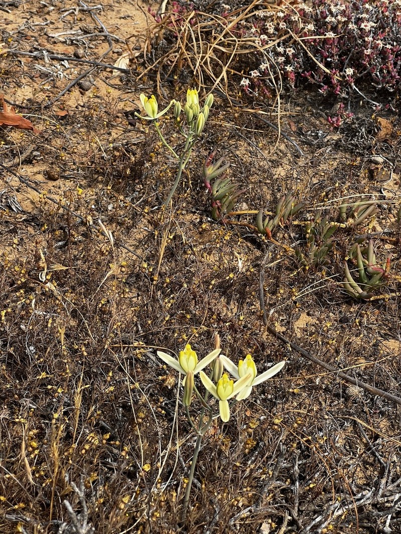 Albuca longipes photo 6