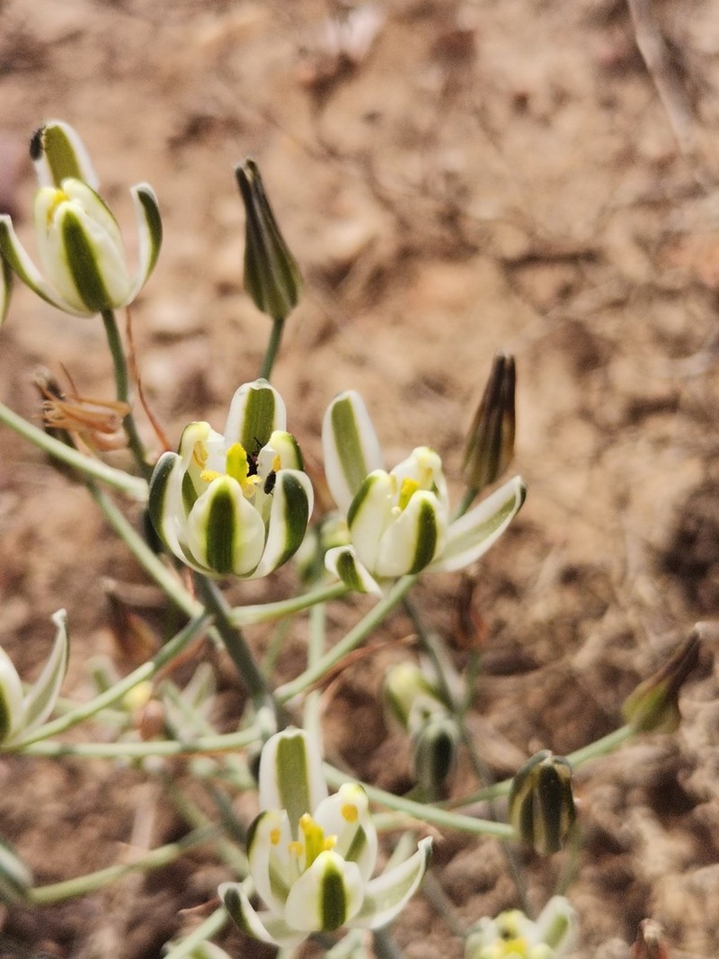 Albuca longipes photo 7