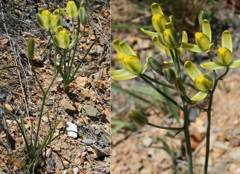 Albuca longipes photo 8