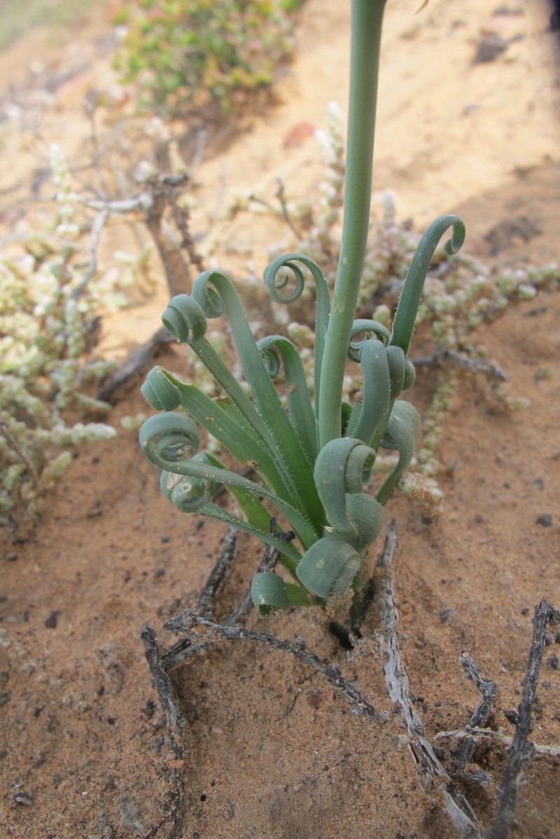 Albuca namaquensis