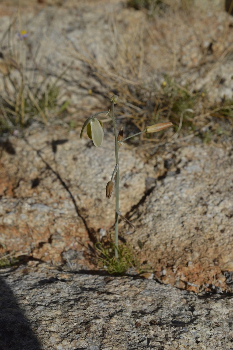 Albuca namaquensis photo 2