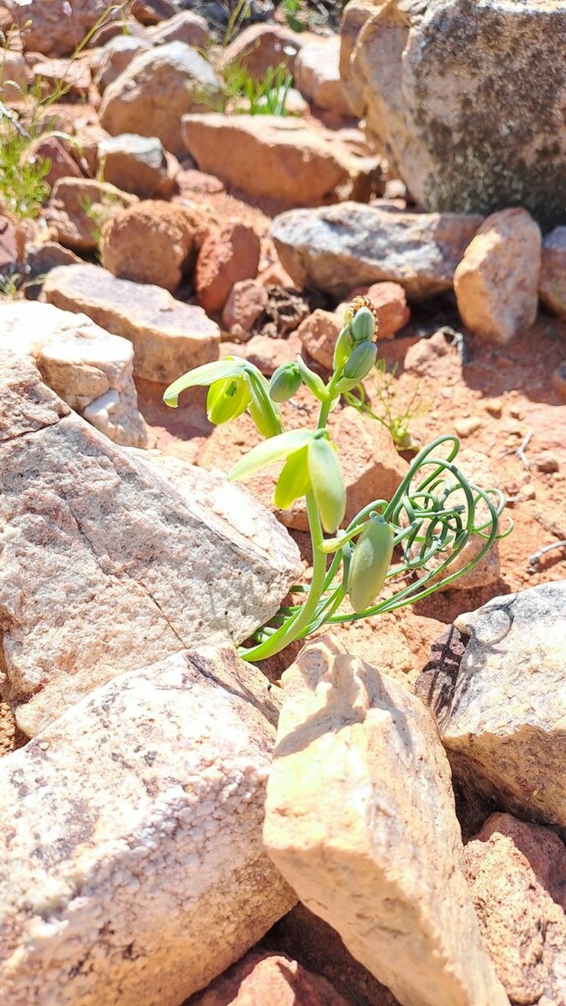 Albuca namaquensis photo 3