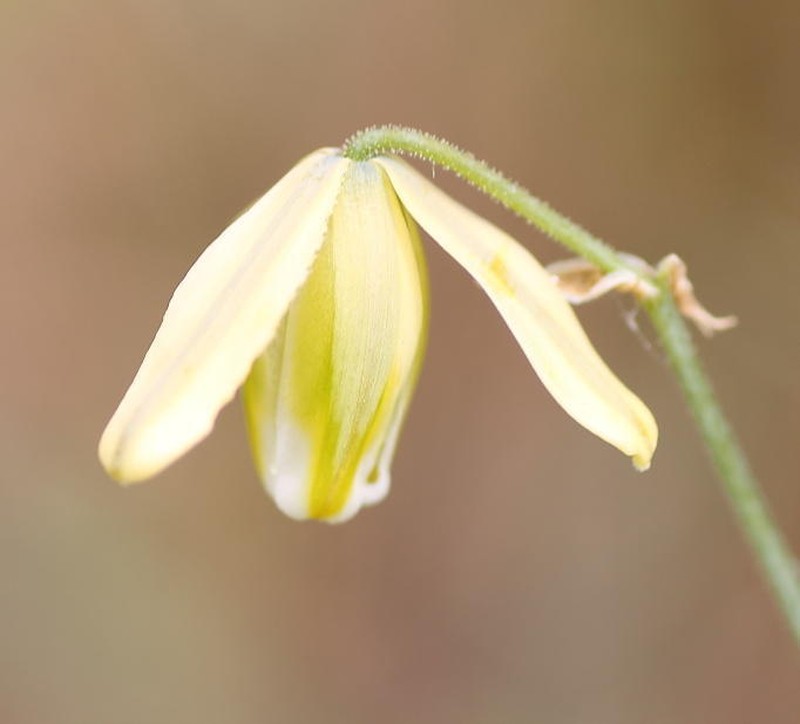 Albuca namaquensis photo 4
