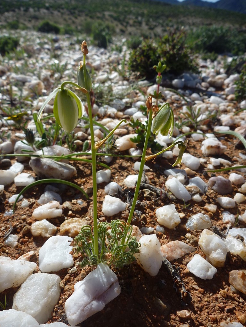 Albuca namaquensis photo 5