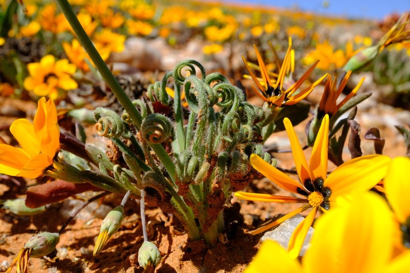 Albuca namaquensis photo 6