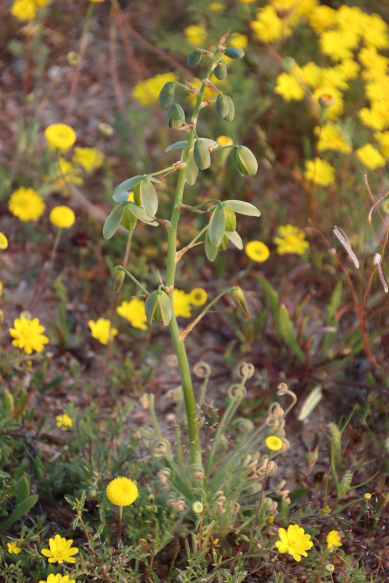 Albuca namaquensis photo 7