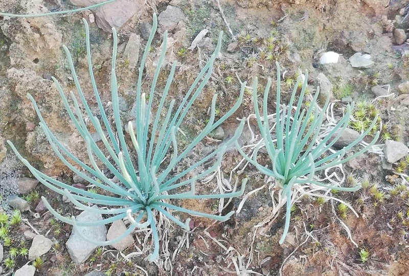 Albuca namaquensis photo 8