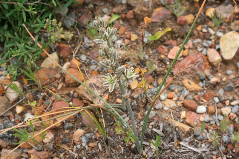 Albuca nathoana