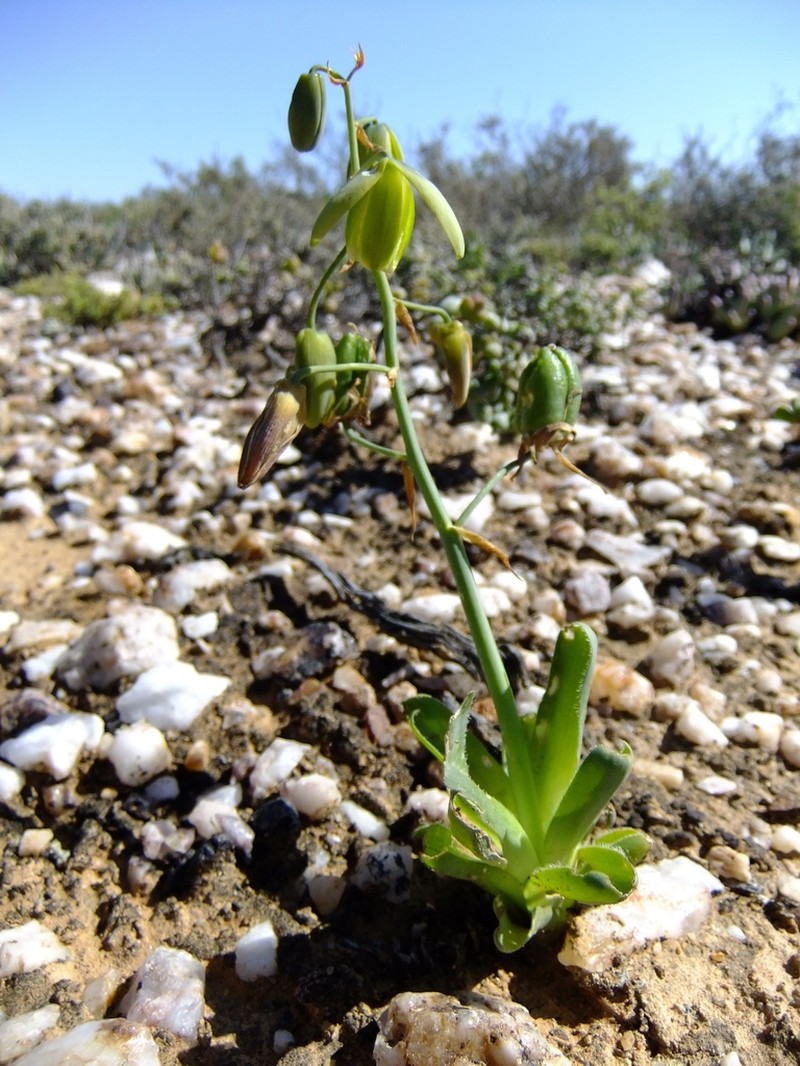 Albuca navicula
