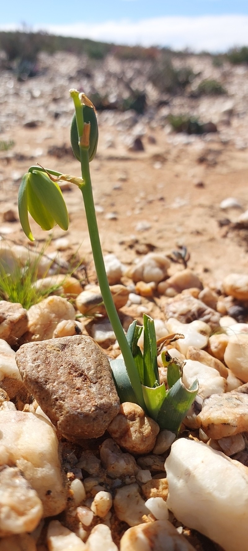 Albuca navicula photo 2
