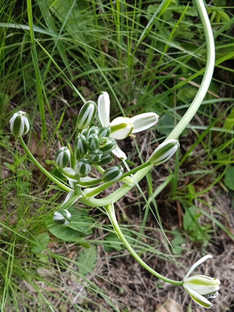 Albuca nelsonii
