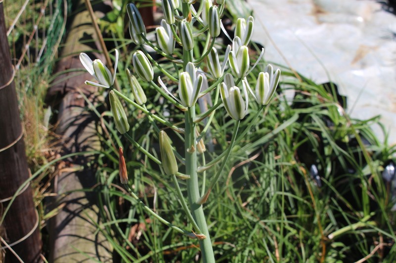 Albuca nelsonii photo 2