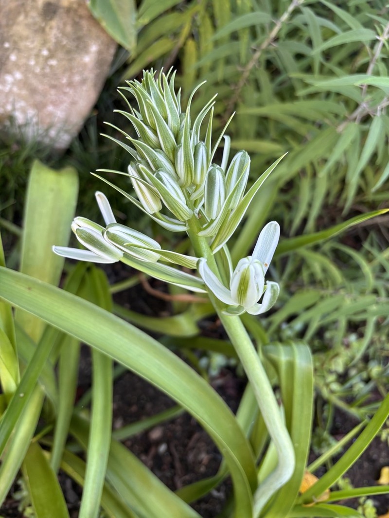 Albuca nelsonii photo 3