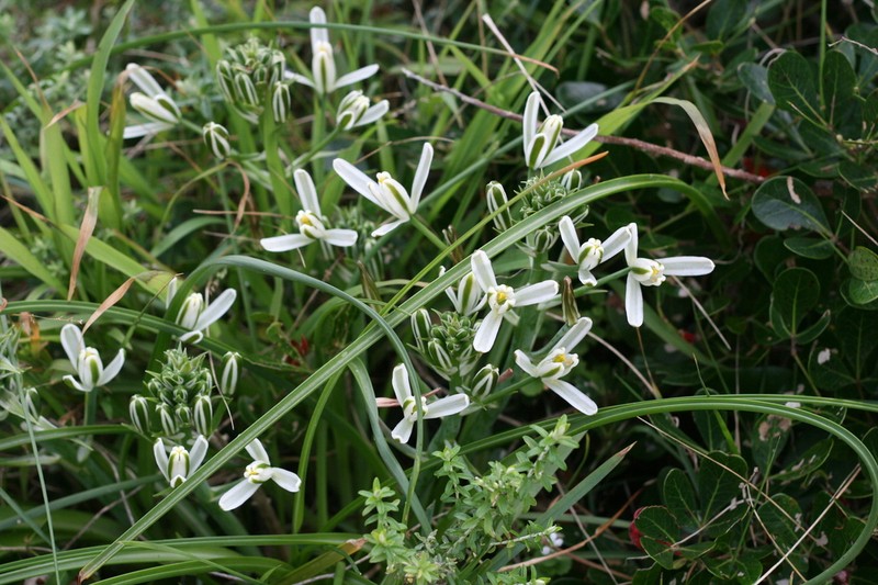 Albuca nelsonii photo 4