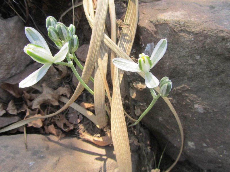 Albuca nelsonii photo 5