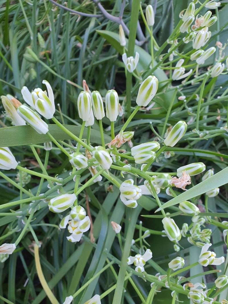 Albuca nelsonii photo 6