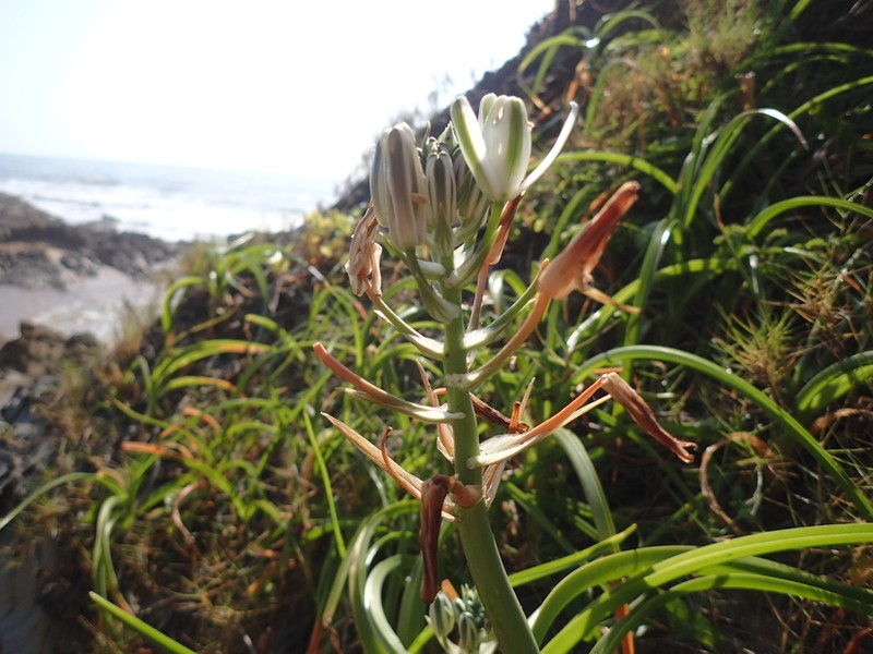 Albuca nelsonii photo 7