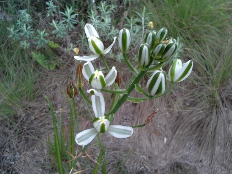 Albuca nelsonii photo 8
