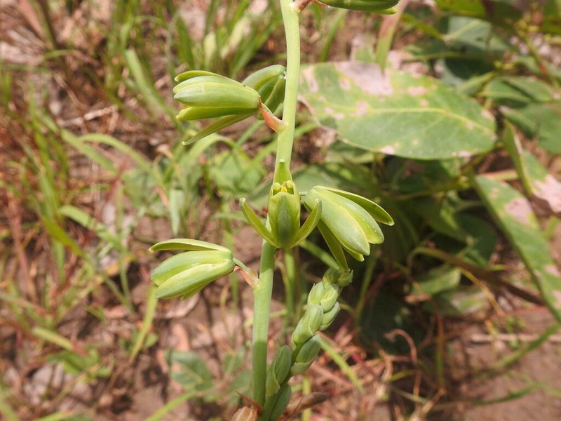 Albuca nigritana