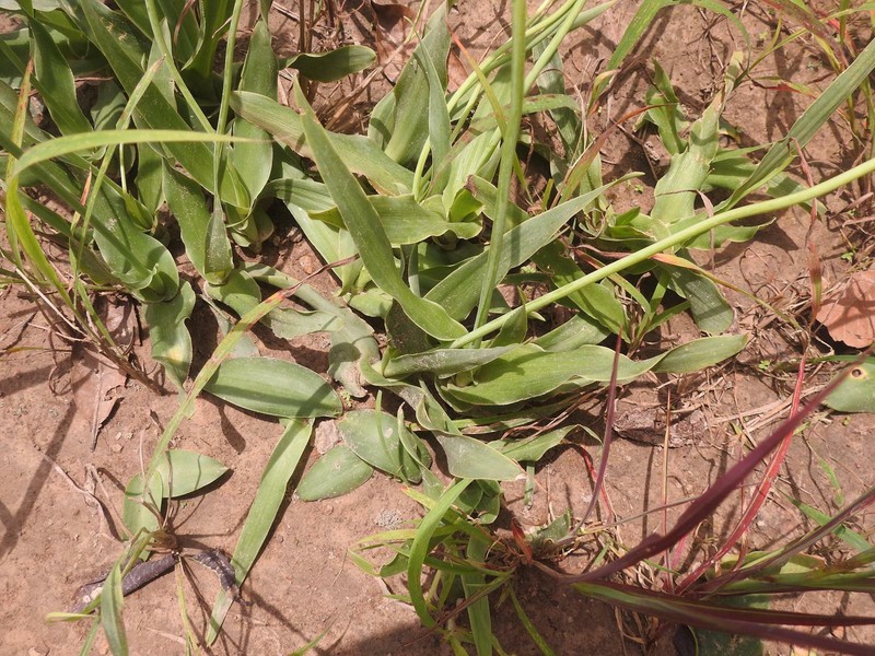 Albuca nigritana photo 2