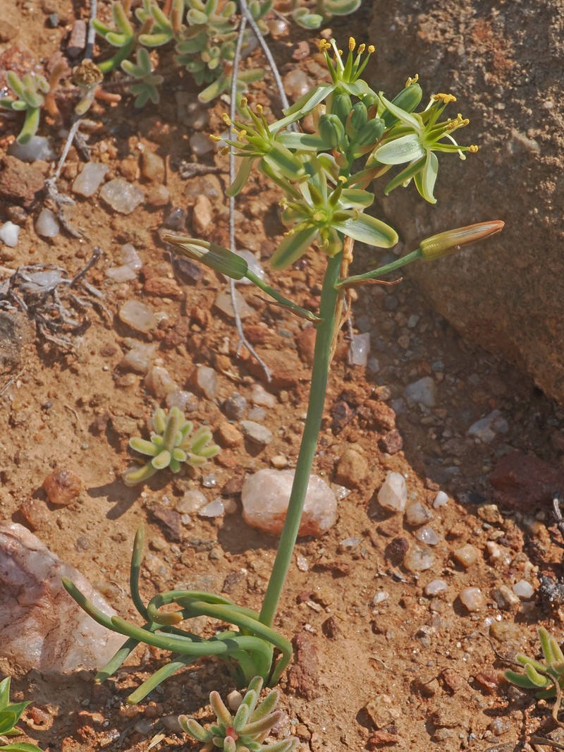 Albuca obtusa photo 3