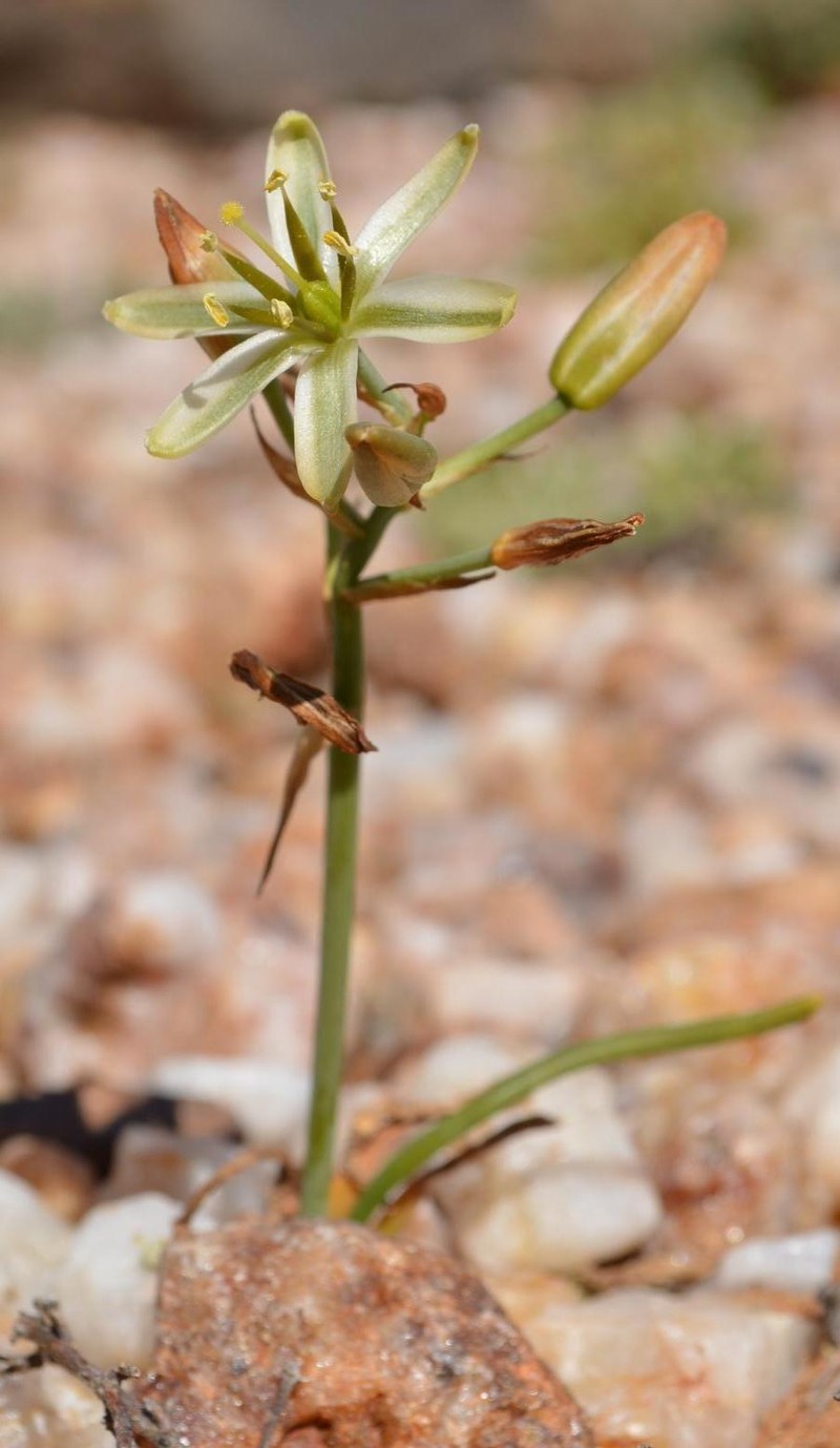 Albuca obtusa photo 4