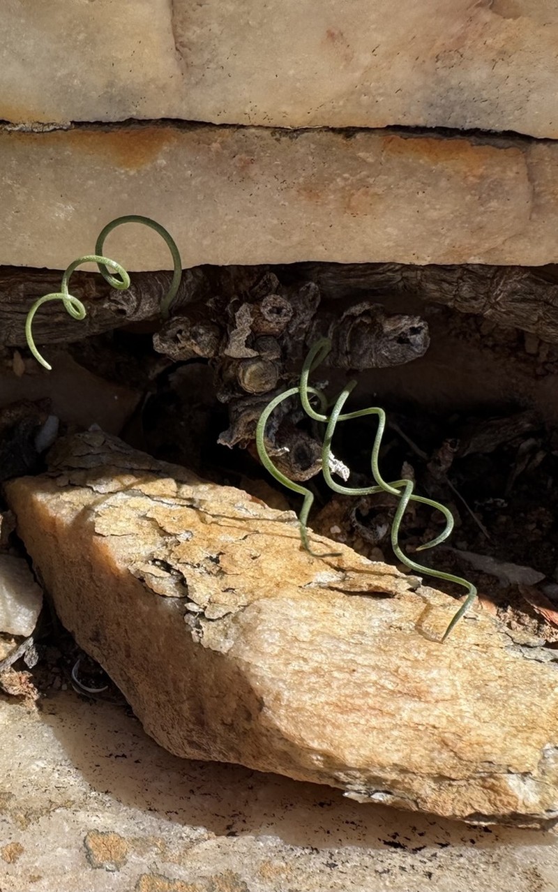 Albuca osmynella photo 2