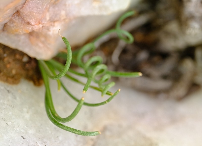 Albuca osmynella photo 4