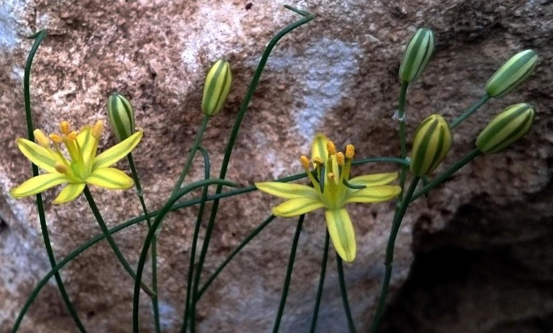 Albuca osmynella photo 5